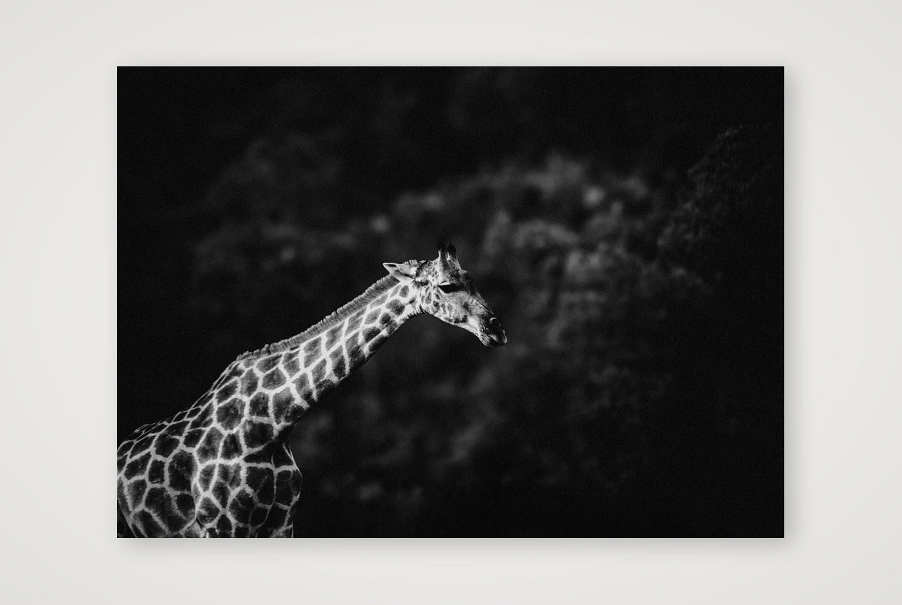 432 — A4 (30×21cm, 12×8") Print only