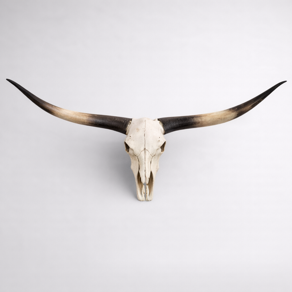 Black Horn Bull Head Wall Sculpture Resin Cow Skull Decor Large Animal Wall Hanging Rustic Statement Home Accent