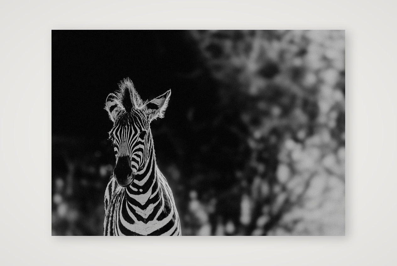 419 — 84×59cm, 33×23" Print only