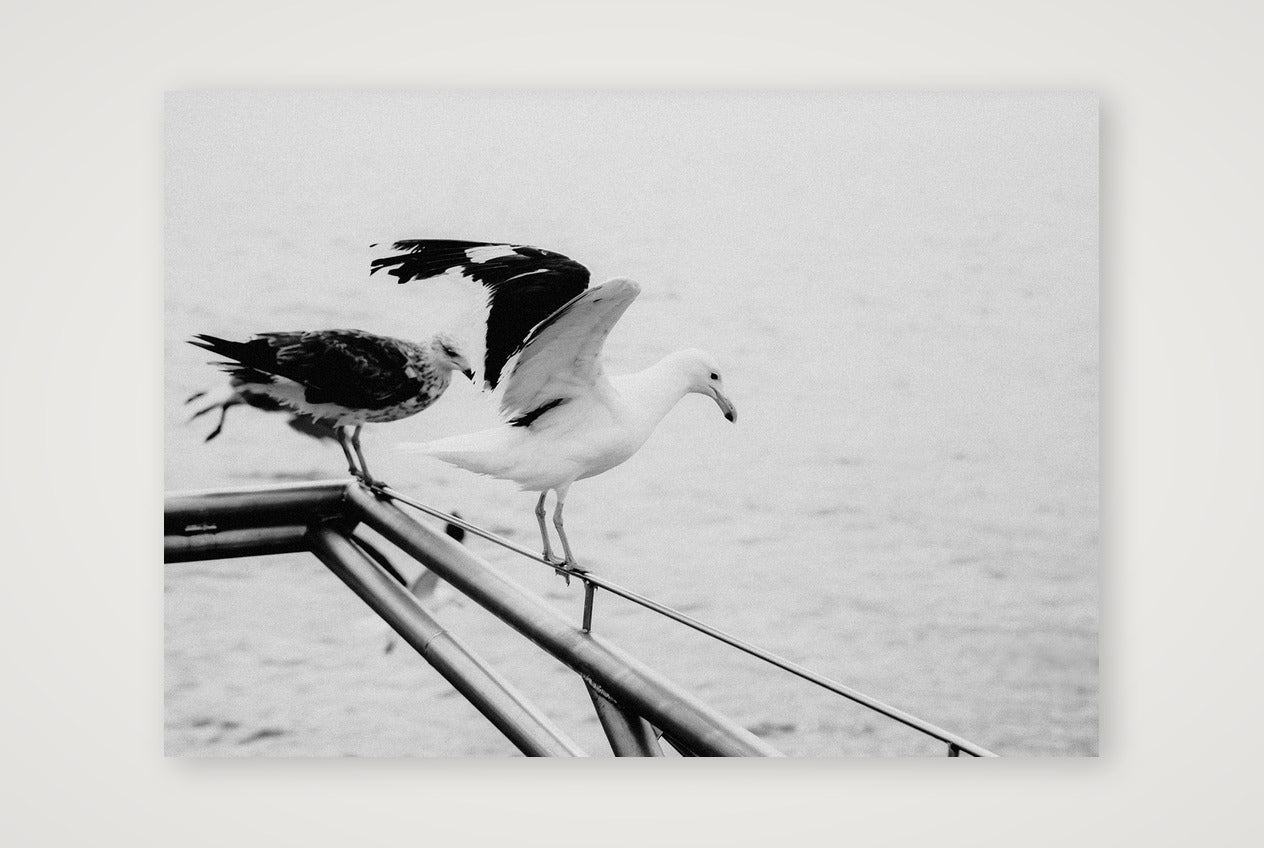494 — 59×42cm, 23×17" Print only