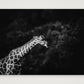 432 — 59×42cm, 23×17" Print only