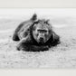 71 — A4 (30×21cm, 12×8") Print only