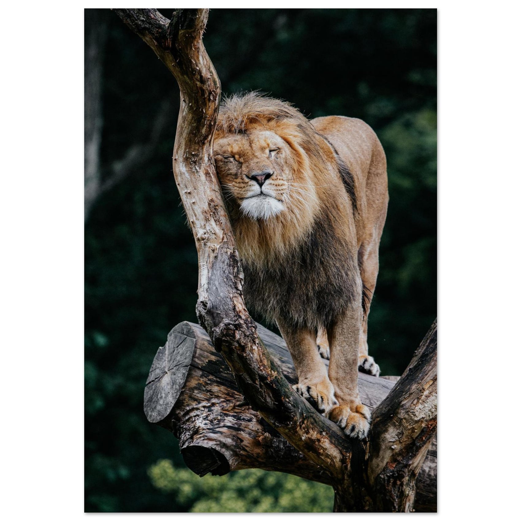 FOAM - Majestic Lion Resting - Premium Foam Board Print in Your Choice of Six Sizes