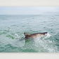 474 — A3 (42×30cm, 17×12") Print only
