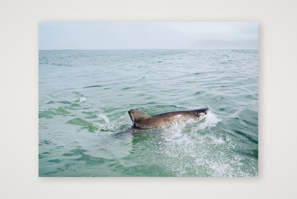 474 — A3 (42×30cm, 17×12") Print only