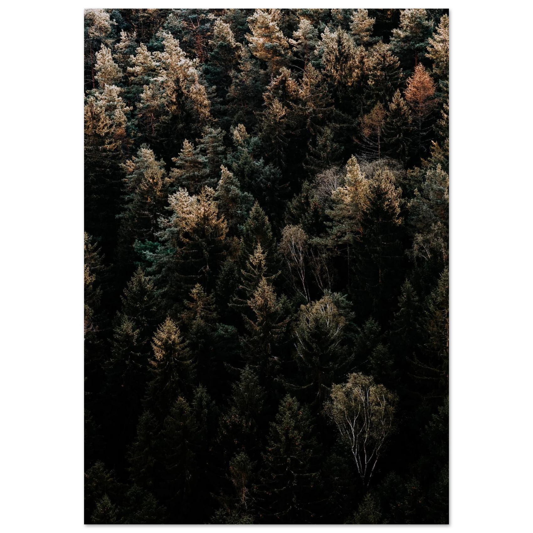 Forest Canopy Dreams - Dark Moody Woodland Art Print on Premium Semi-Gloss Paper
