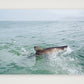 474 — 84×59cm, 33×23" Print only