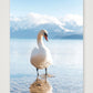 487 — 42×59cm, 17×23" Print only