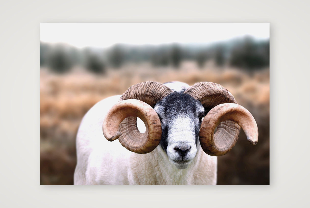 1589 — A4 (30×21cm, 12×8") Print only