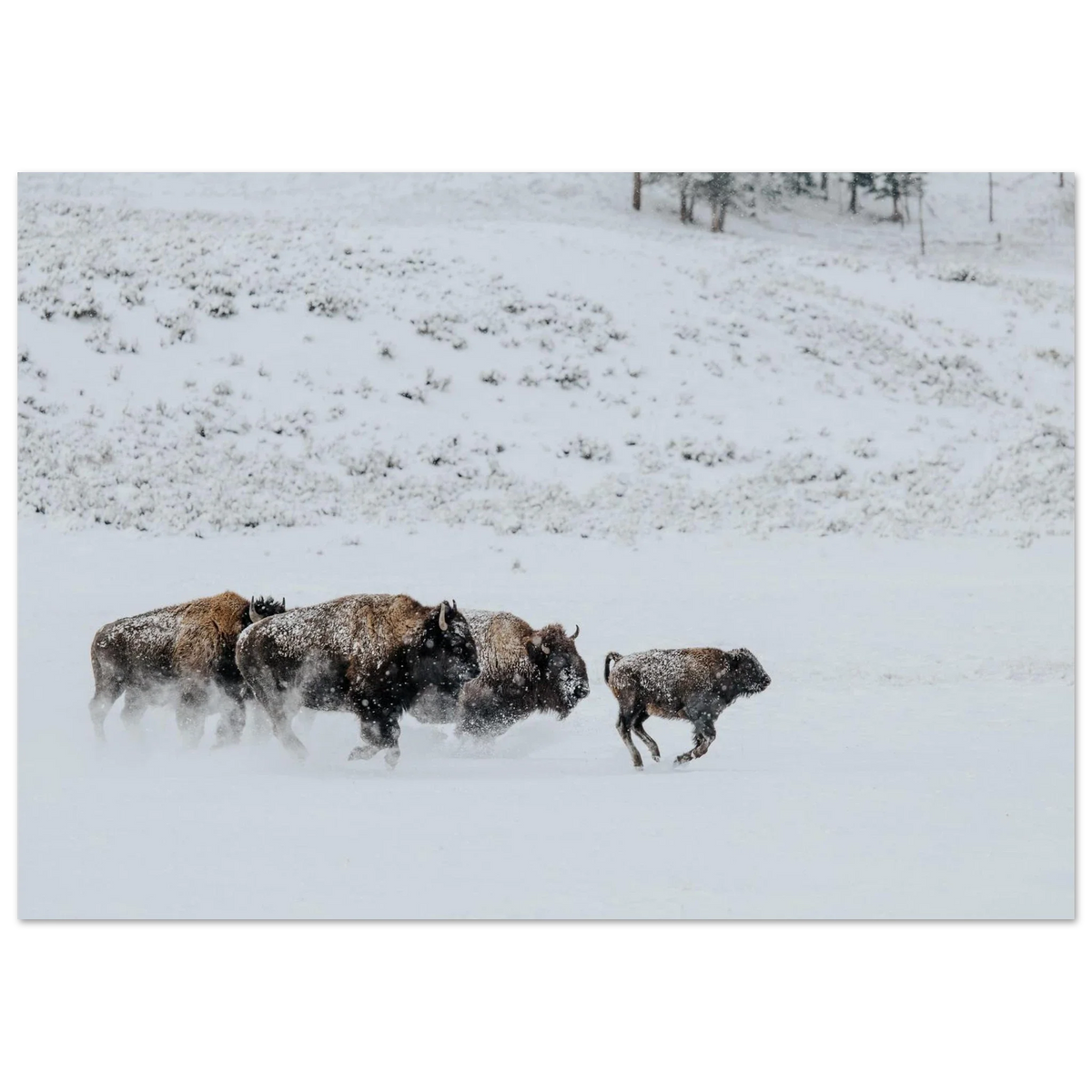 Unframed poster of a bison herd running through snow in Lamar Valley