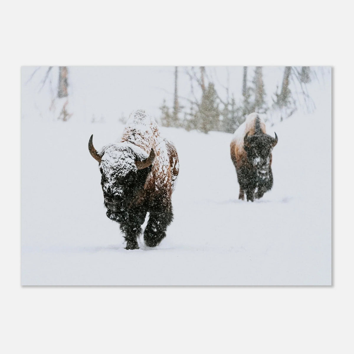 Poster showing two bison walking through deep falling snow with the nearer animal’s face covered in white displayed against a pale background