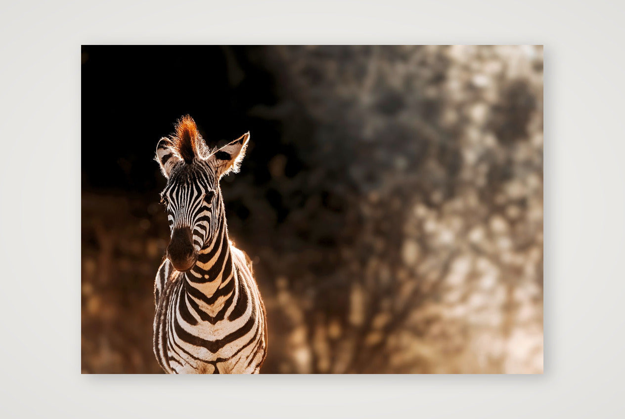 420 — 59×42cm, 23×17" Print only