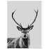 Stag foam board wall art print for modern home decor by Kzara Visual