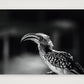482 — 84×59cm, 33×23" Print only