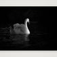 32 — 84×59cm, 33×23" Print only