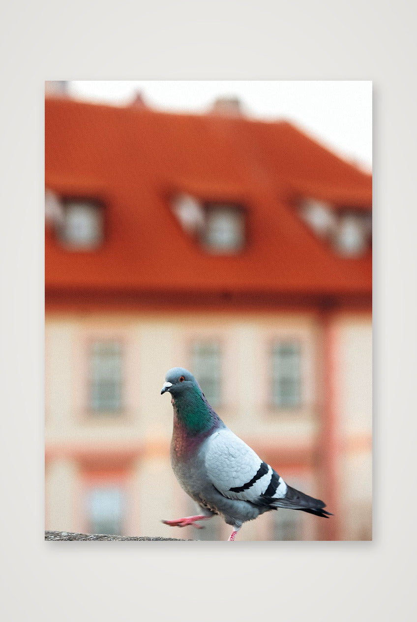 468 — 42×59cm, 17×23" Print only