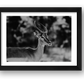 443 — framed