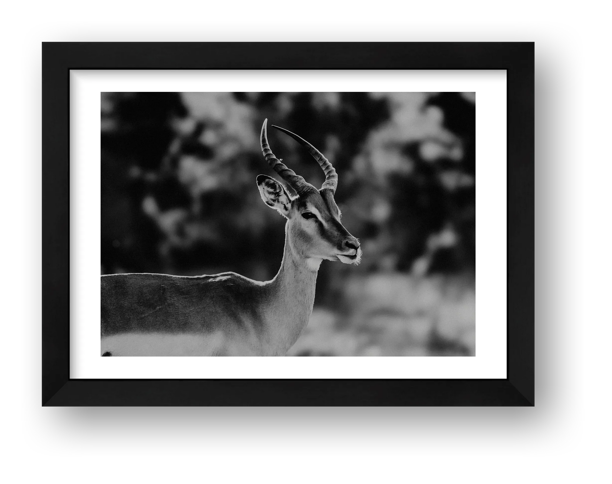 443 — framed