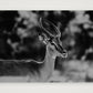 443 — 84×59cm, 33×23" Print only
