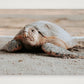 467 — 59×42cm, 23×17" Print only
