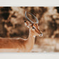 444 — 84×59cm, 33×23" Print only