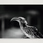 482 — 59×42cm, 23×17" Print only