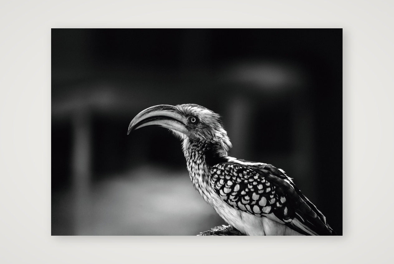 482 — 59×42cm, 23×17" Print only