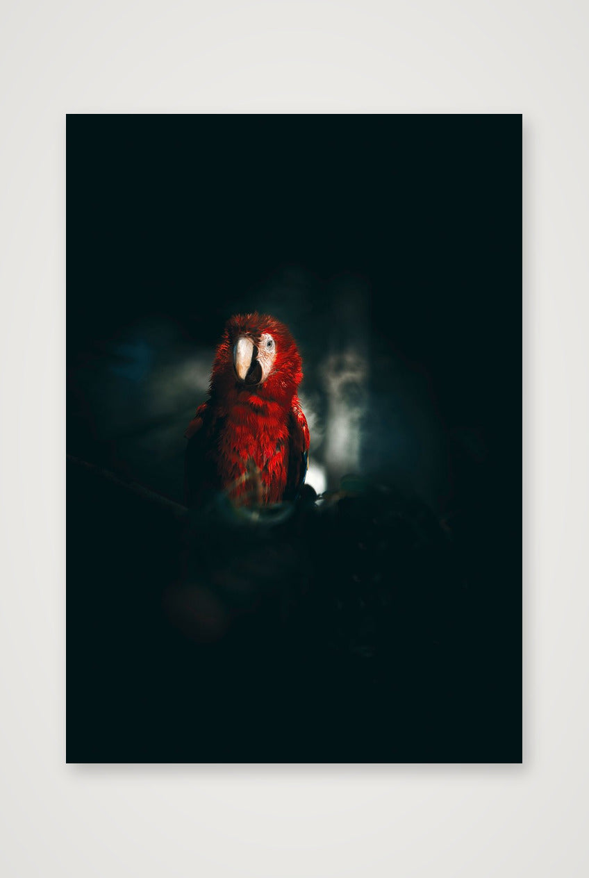 1812 — 59×84cm, 23×33" Print only