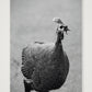 490 — A3 (30×42cm, 12×17") Print only