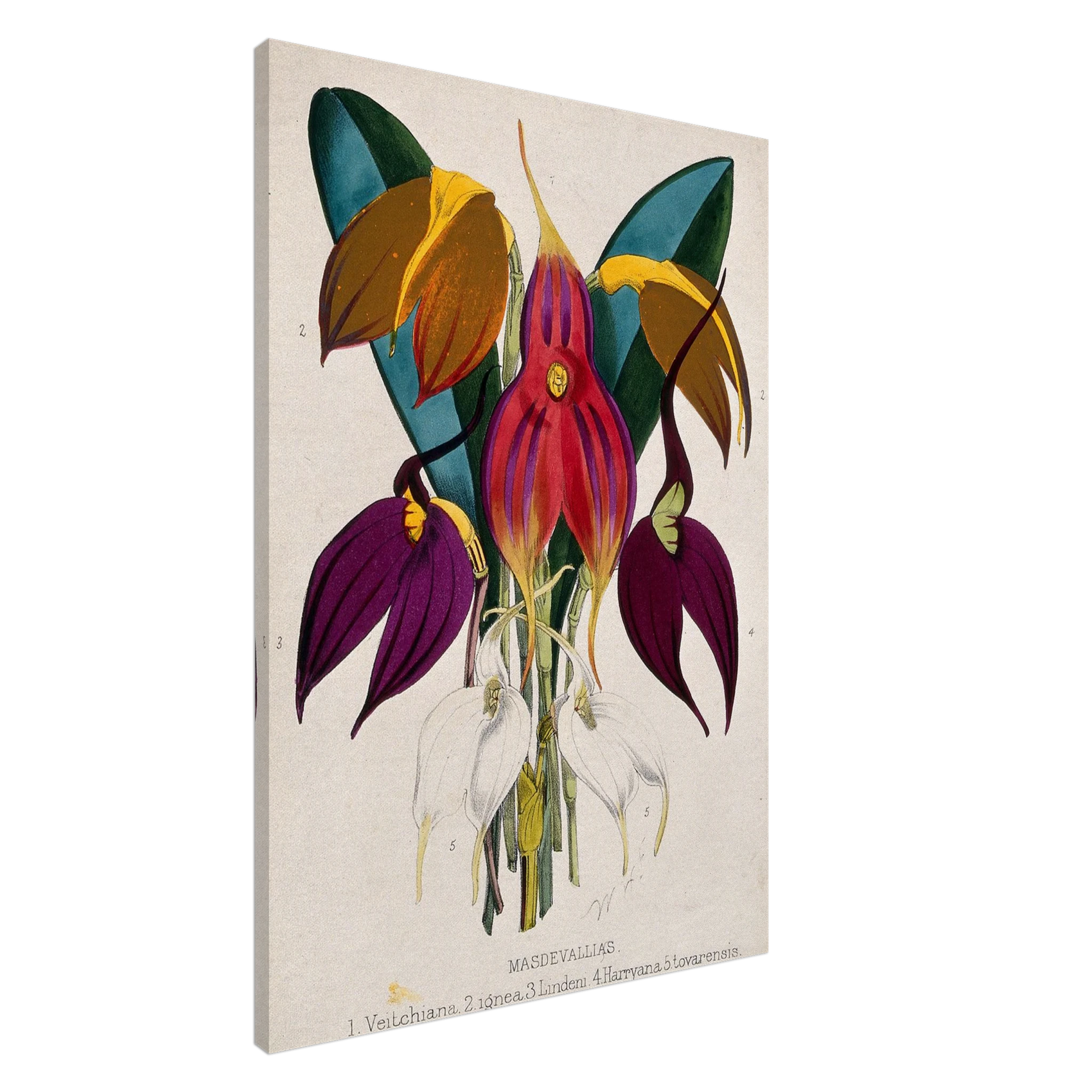 CANVAS - PD_ Masdevallias Botanical Print: Vibrant Orchid Gallery Canvas, in Your Choice of Sizes