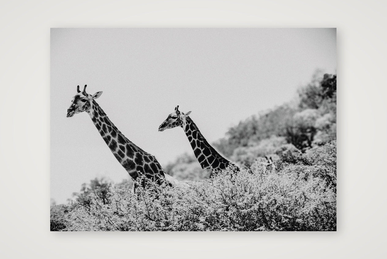 449 — 59×42cm, 23×17" Print only
