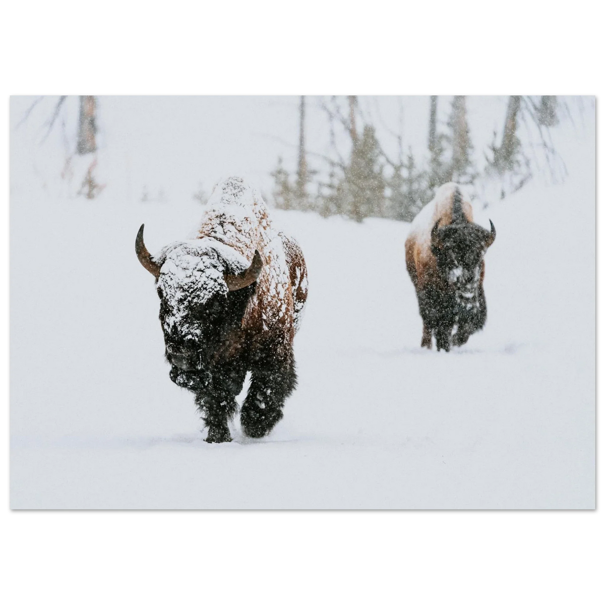 Poster showing two bison walking through deep falling snow with the nearer animal’s face covered in white