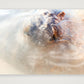 461 — 84×59cm, 33×23" Print only