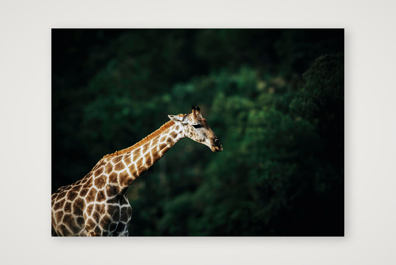 433 — 59×42cm, 23×17" Print only
