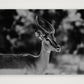 443 — A3 (42×30cm, 17×12") Print only