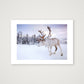 63 — 59×42cm, 23×17" Print only