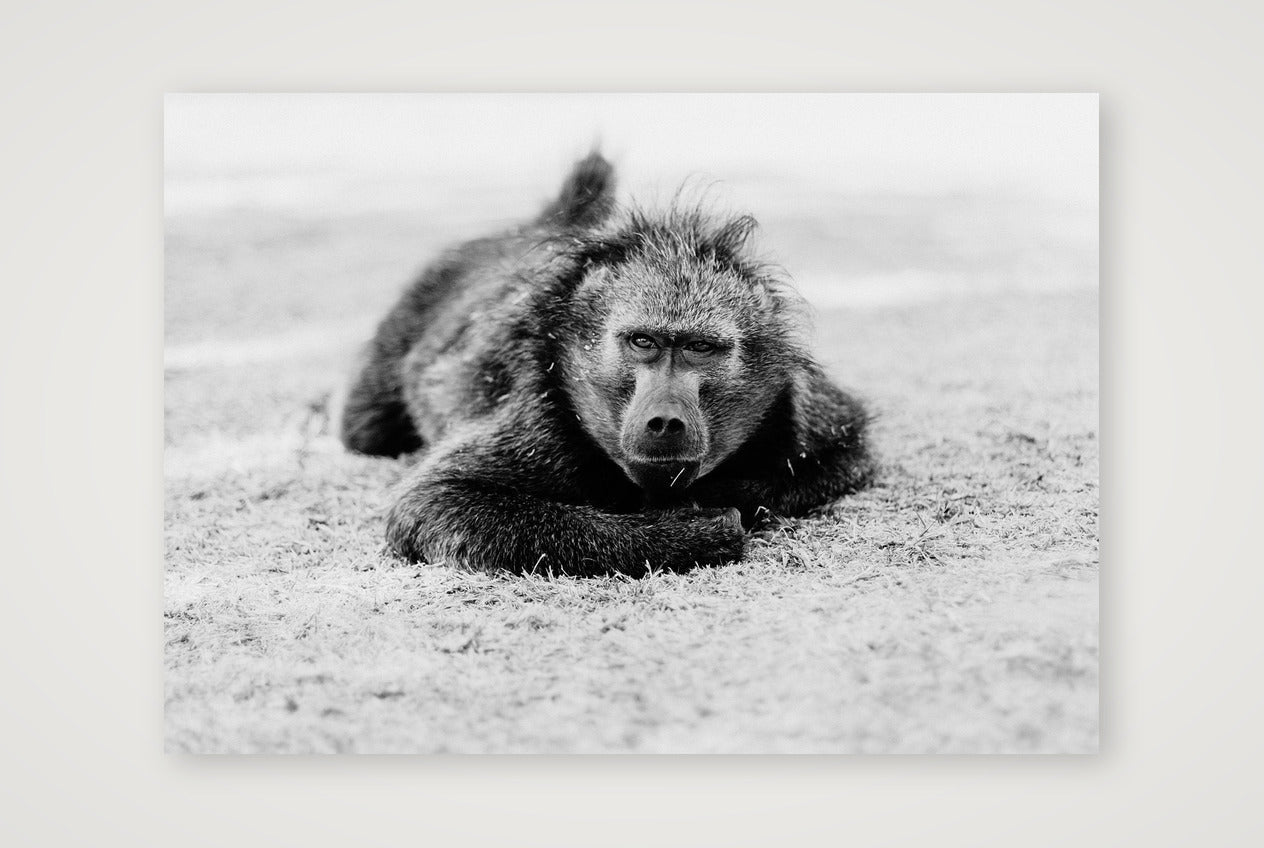 71 — A3 (42×30cm, 17×12") Print only