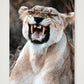 1808 — 59×84cm, 23×33" Print only