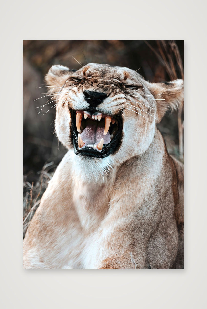 1808 — 59×84cm, 23×33" Print only
