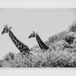 449 — 84×59cm, 33×23" Print only