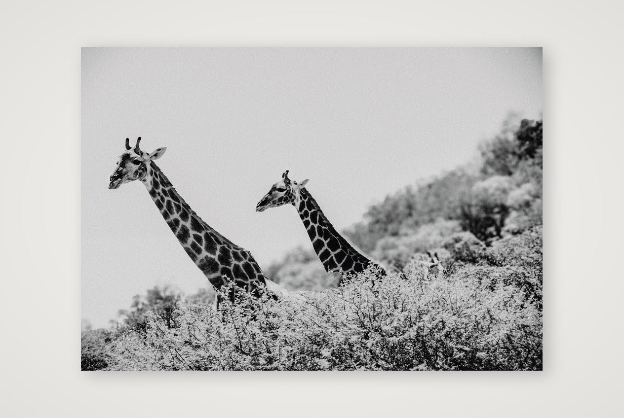 449 — 84×59cm, 33×23" Print only
