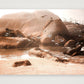 447 — A4 (30×21cm, 12×8") Print only
