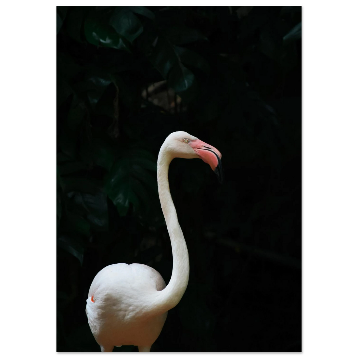 Elegant Flamingo Wall Art Poster Print For Coastal Bird Decor Fine Art For Modern Home Interiors