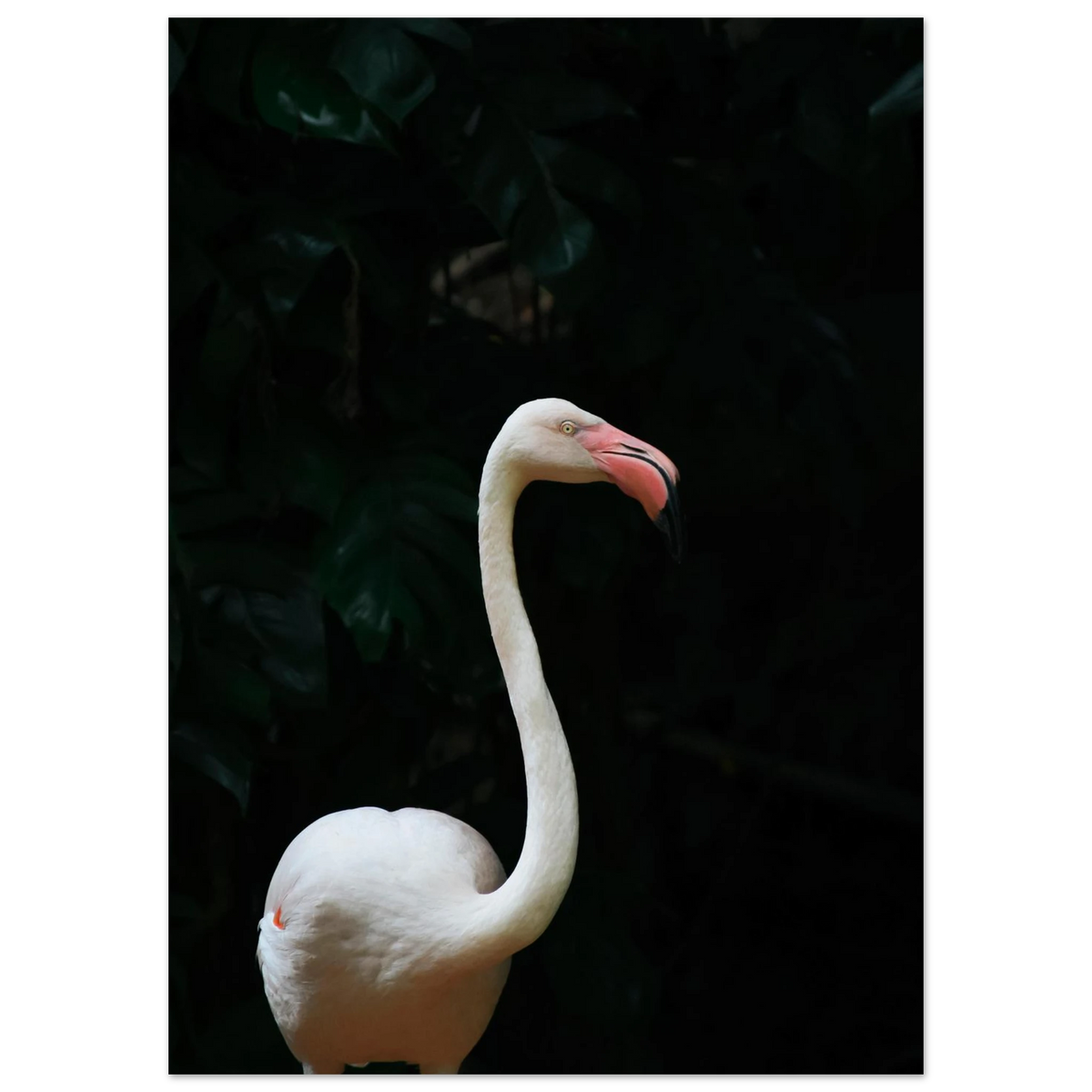 Elegant Flamingo Wall Art Poster Print For Coastal Bird Decor Fine Art For Modern Home Interiors – product image 4
