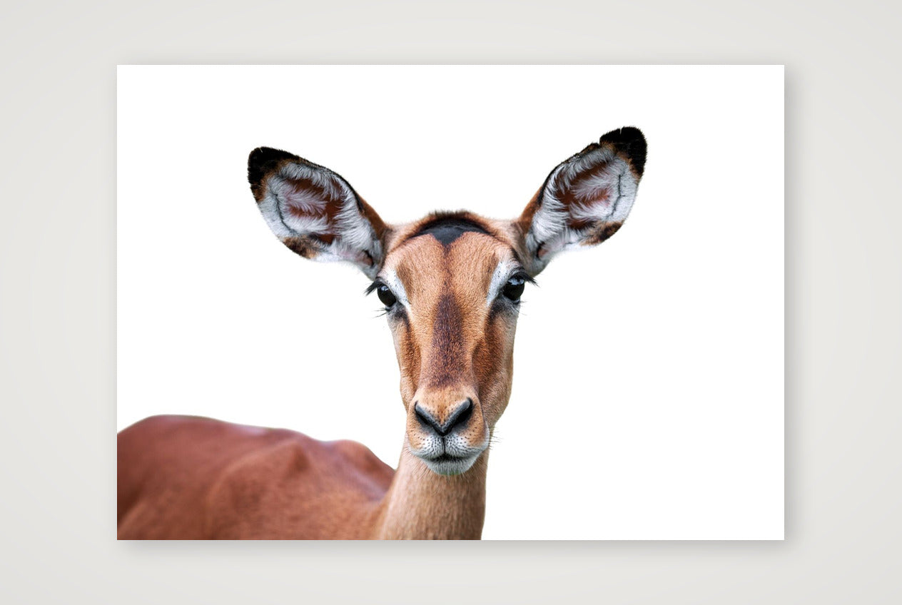 5 — 59×42cm, 23×17" Print only