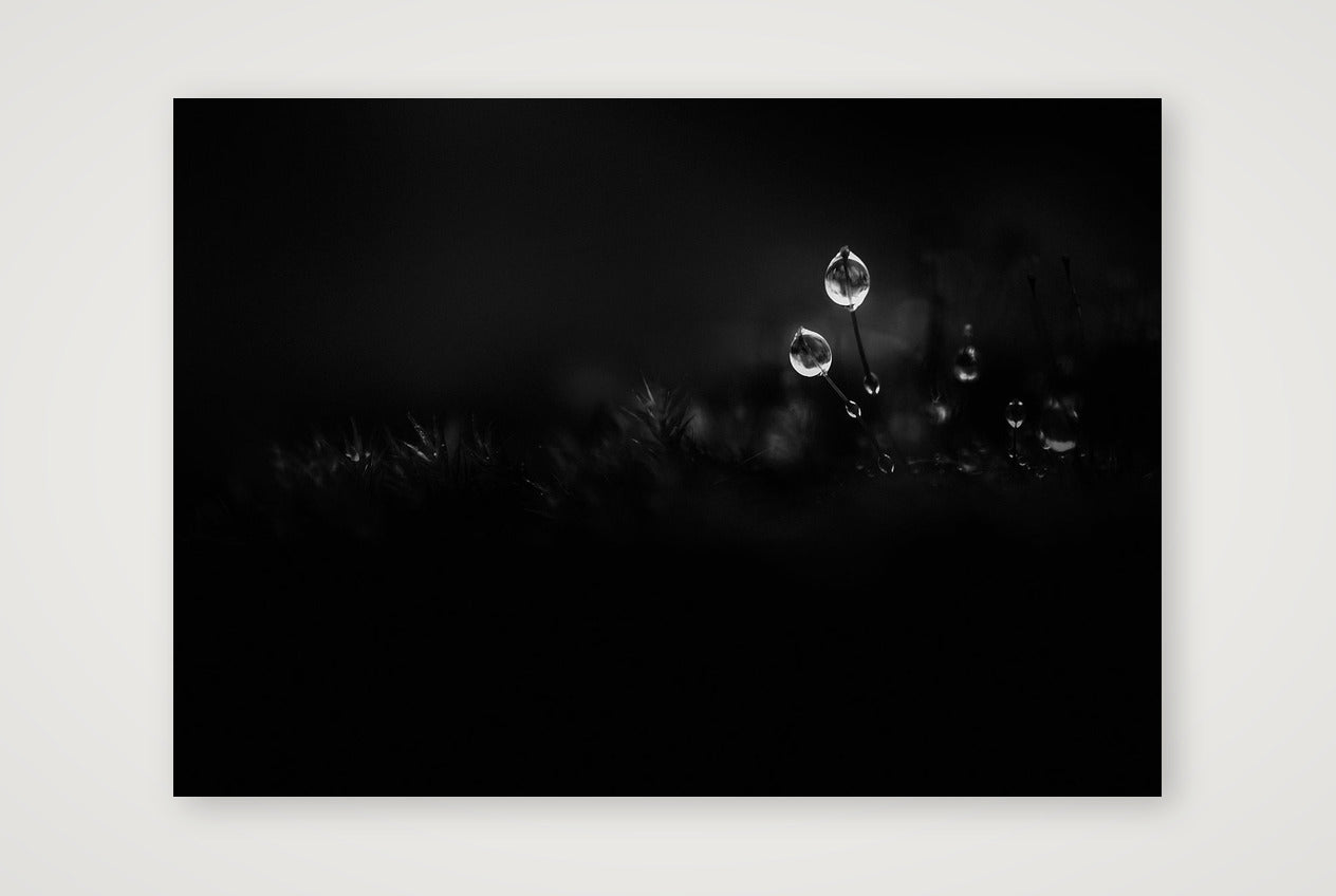 1899 — A4 (30×21cm, 12×8") Print only
