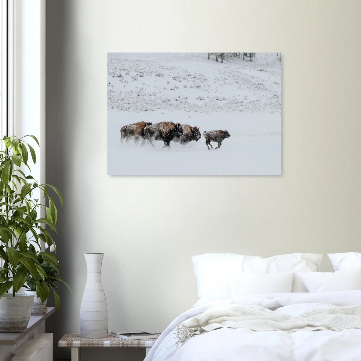 Snowy bison herd print above a bed