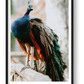 491 — framed