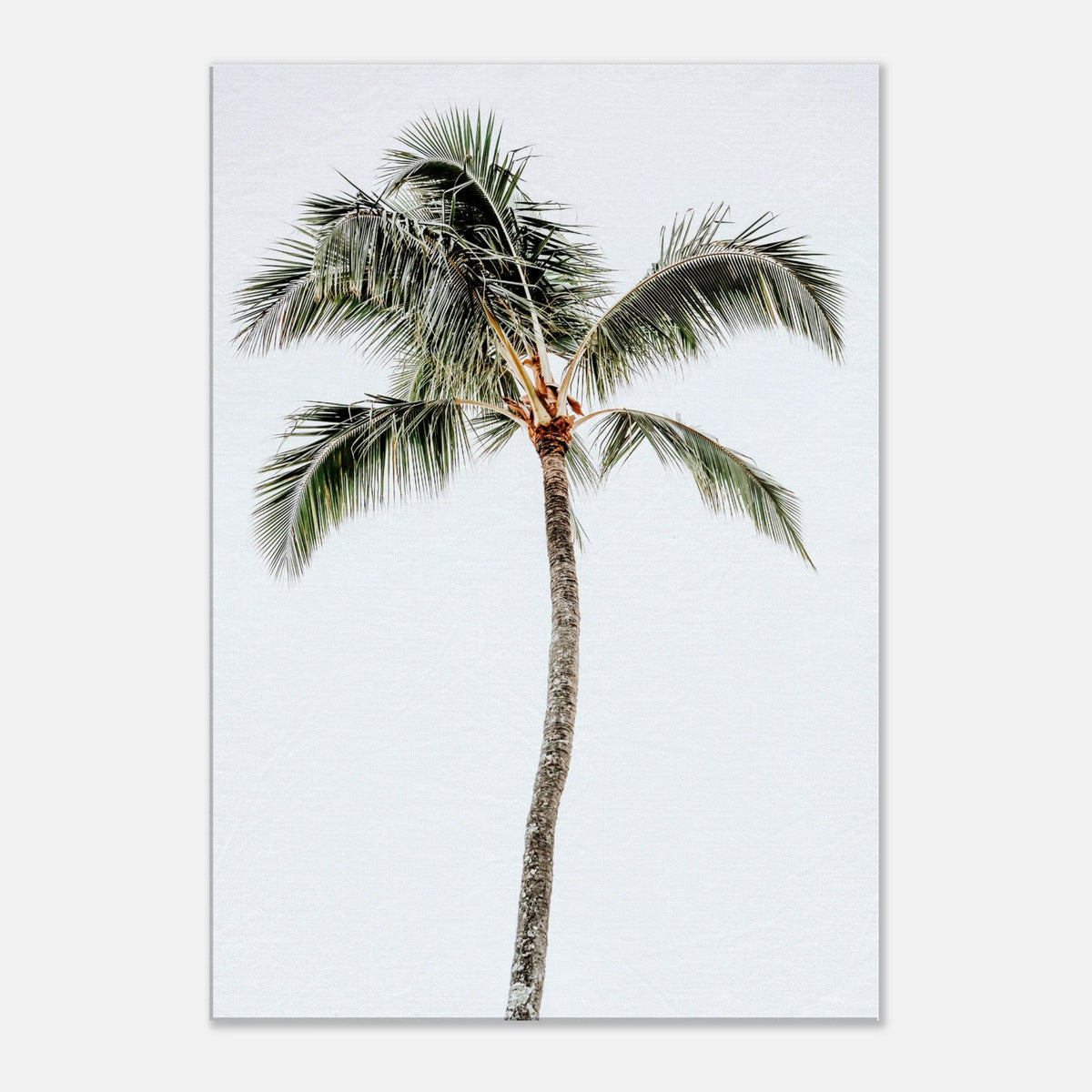 Palm Tree Wall Art Canvas Print For Tropical Coastal Decor Fine Art For Modern Home Interiors – product image 6
