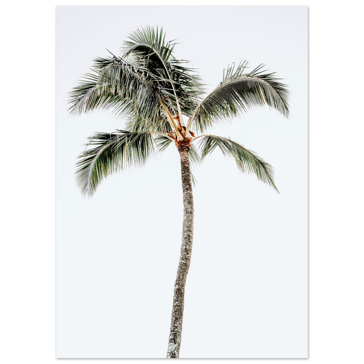 Palm Tree Wall Art Foam Board Print Fine Art Home Decor Gallery Collector Gift Living Room Bedroom – product image 2